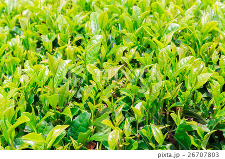 Close up fresh green tea leaves. 26707803