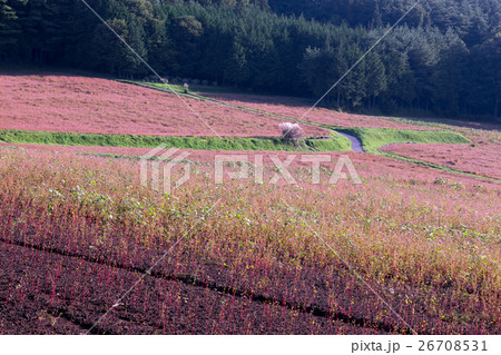 赤そば畑 26708531
