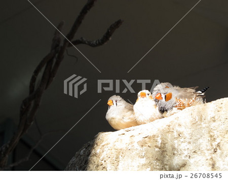 キンカチョウのお昼寝 キンカチョウのお昼寝 26708545