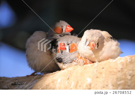 キンカチョウのお昼寝 26708552