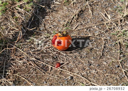 腐った柿 腐った柿 26708932