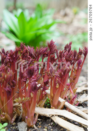 春の芍薬の新芽 26709764