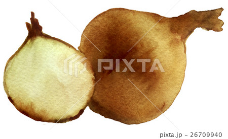watercolor sketch of Onions on a white background 26709940
