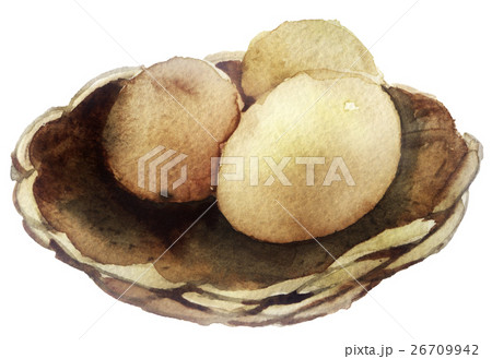 watercolor sketch Chicken eggs on white background watercolor sketch Chicken eggs on white background 26709942