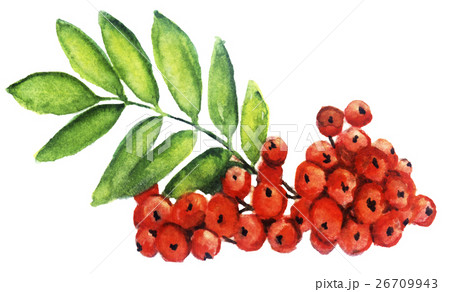 watercolor sketch rowan on a white background 26709943