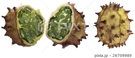 watercolor sketch horned melon on white background 26709989