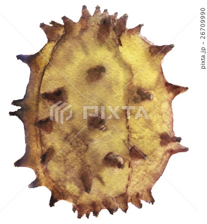 watercolor sketch horned melon on white background watercolor sketch horned melon on white background 26709990