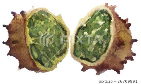watercolor sketch horned melon on white background watercolor sketch horned melon on white background 26709991