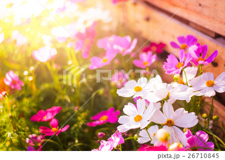 Closeup Pink cosmos flowers in garden 26710845