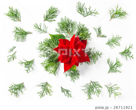 Red Christmas flower Poinsettia Thuja branches 26711921