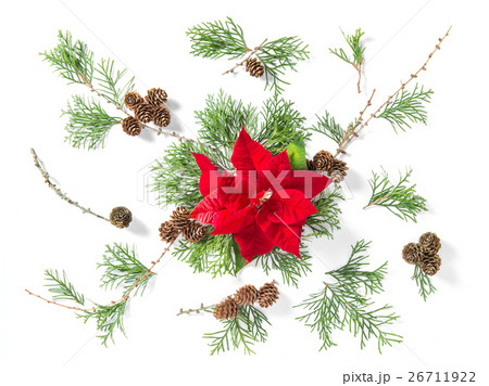Floral flat lay Red Christmas flower poinsettia 26711922
