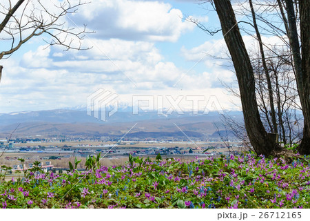 カタクリと大雪山 26712165