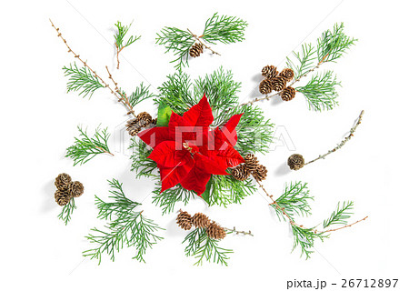 Floral flat lay Red Christmas flower thuja 26712897