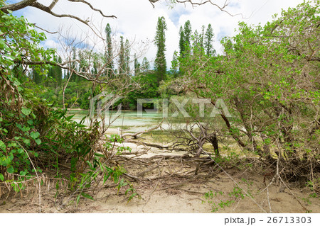 ニューカレドニア イルデパン島 26713303