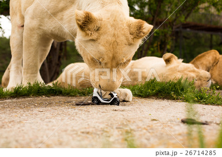 Lion playing with a small model car Renault twizy 26714285