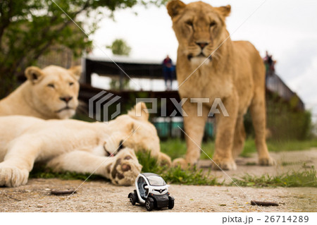 Lion playing with a small model car Renault twizy Lion playing with a small model car Renault twizy 26714289