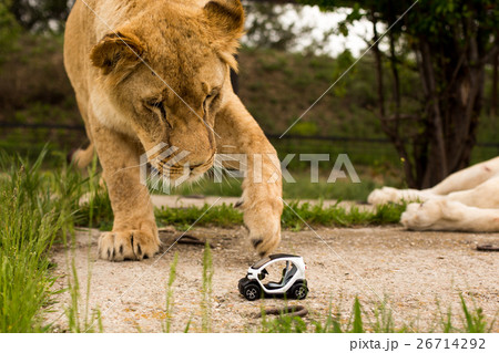 Lion playing with a small model car Renault twizy Lion playing with a small model car Renault twizy 26714292