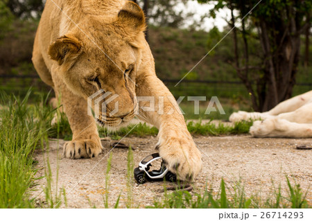 Lion playing with a small model car Renault twizy Lion playing with a small model car Renault twizy 26714293