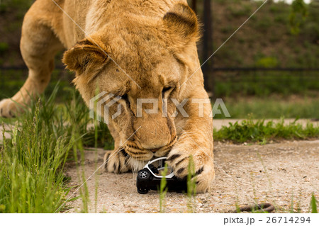 Lion playing with a small model car Renault twizy 26714294