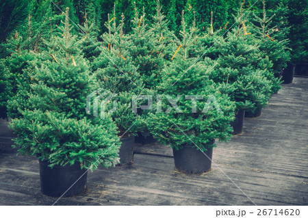 Christmas trees in pots for sale. Retro toned. 26714620