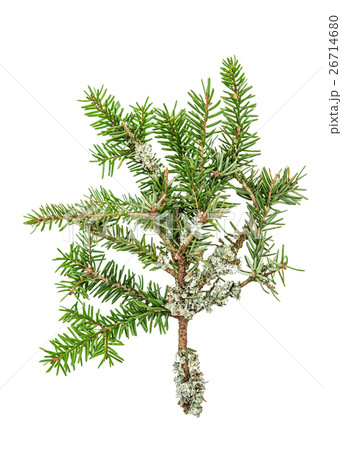 Pine sprig. Fresh green fir. Christmas tree Pine sprig. Fresh green fir. Christmas tree 26714680