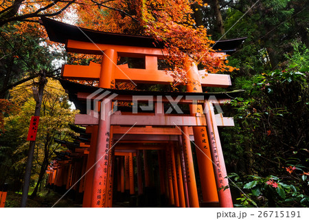 torii gate with fall color at Fushimi Inari, Kyoto 26715191