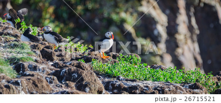 Atlantic puffins (Fratercula arctica), bird island 26715521