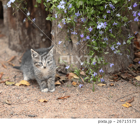tiny kitten with flowers tiny kitten with flowers 26715575