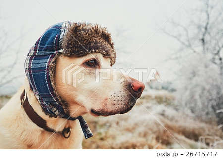 Dog with cap in winter 26715717