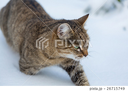 Cat in snow 26715749