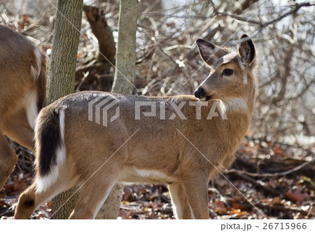 Beautiful isolated photo of a cute wild deer Beautiful isolated photo of a cute wild deer 26715966