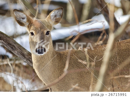 Beautiful isolated image with a wild deer Beautiful isolated image with a wild deer 26715991