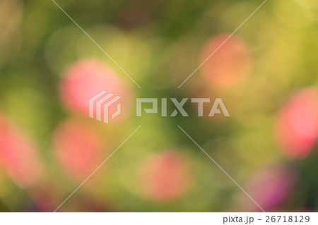 秋の森の中の紅葉のボケ素材  26718129