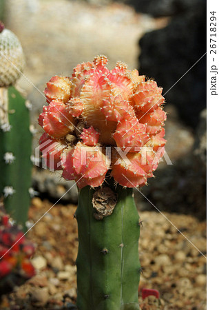 サボテン・緋牡丹錦 サボテン・緋牡丹錦 26718294