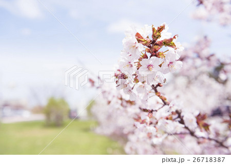 満開の桜（被写界深度浅め） 26718387
