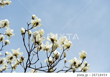 コブシの花（空バック） 26718454