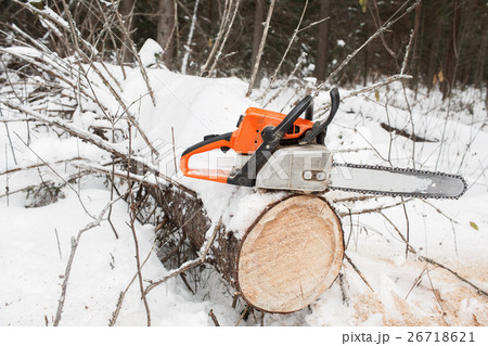 Chain saw on pine stump the fallen tree in winter Chain saw on pine stump the fallen tree in winter 26718621