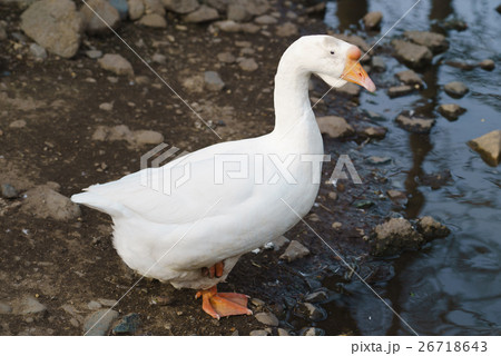 ガチョウの写真素材