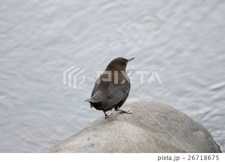 カワガラス カワガラス 26718675