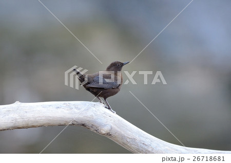 カワガラス カワガラス 26718681