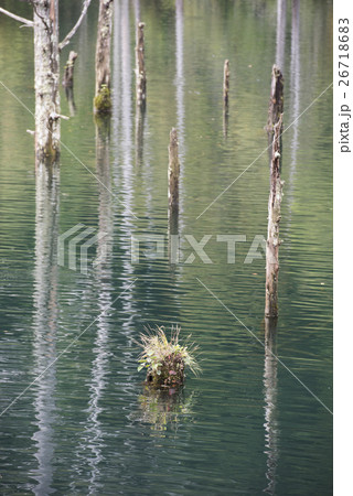 木曽の自然湖枯木群 26718683