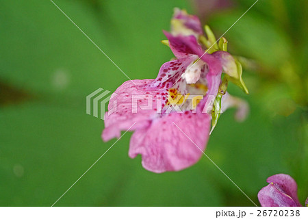 ツリフネソウ 26720238