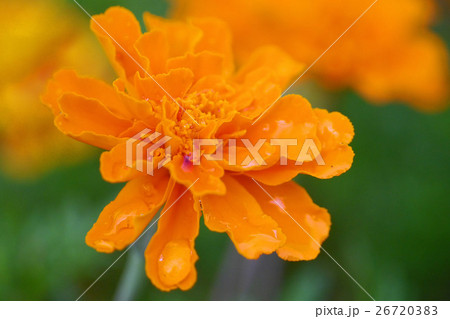 マリーゴールド 26720383