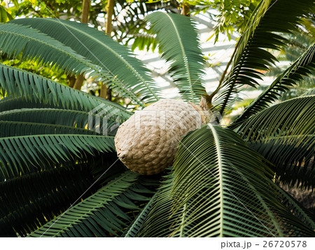 ディオーン・スピヌロスム ディオーン・スピヌロスム 26720578