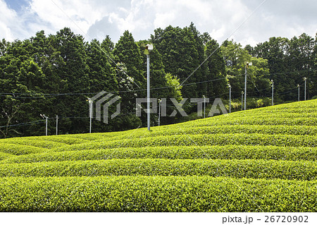 茶畑 26720902