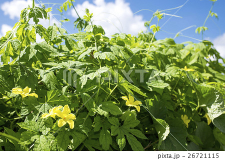 ツルレイシの花と葉の写真素材