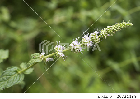 緑をバックにスペアミントの花 26721138