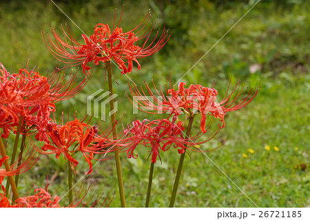 ヒガンバナ 26721185