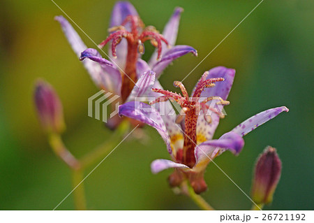 タイワンホトトギス 26721192