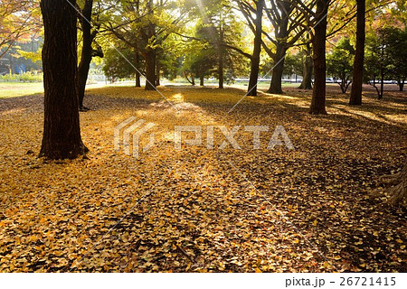 午後の日差しが美しい代々木公園の林 26721415